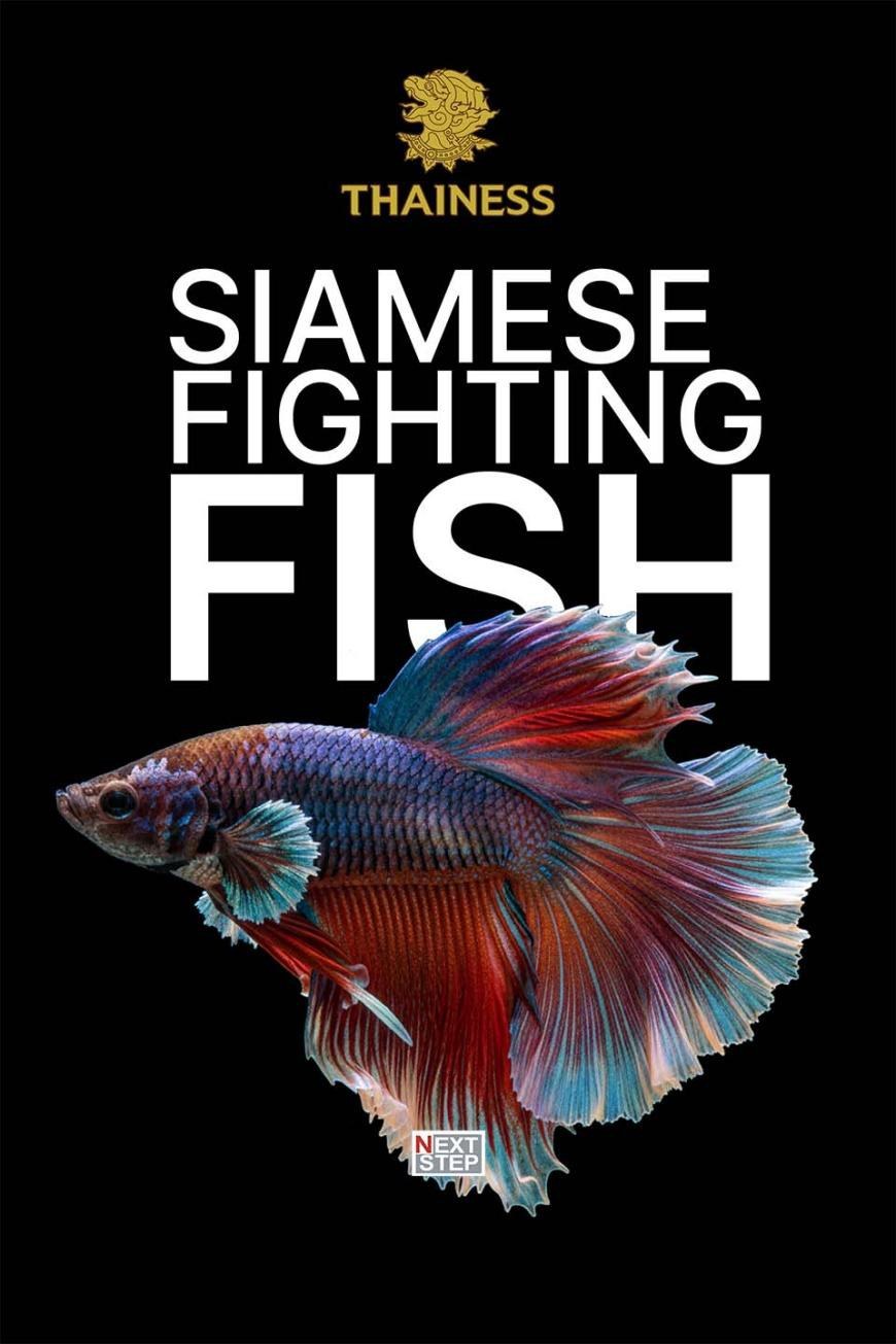 โปสเตอร์รายการ Siamese Fighting Fish ปลากัดครีบสีแดงและฟ้าบนพื้นหลังสีดำ